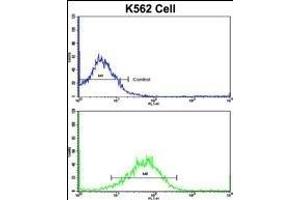 Flow cytometric analysis of K562 cells using SFRP5 Antibody (Center)(bottom histogram) compared to a negative control cell (top histogram). (SFRP5 anticorps  (AA 219-248))