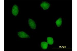 Immunofluorescence of purified MaxPab antibody to PRMT7 on HeLa cell. (PRMT7 anticorps  (AA 1-692))