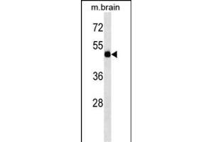 TBC1D10A Antibody (Center) (ABIN1538162 and ABIN2838129) western blot analysis in mouse brain tissue lysates (35 μg/lane). (TBC1D10A anticorps  (AA 239-267))