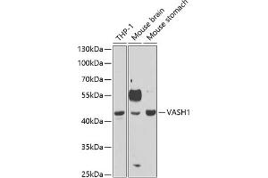 Western blot analysis of extracts of various cell lines, using V antibody (ABIN6128153, ABIN6150061, ABIN6150063 and ABIN6221754) at 1:1000 dilution. (VASH1 anticorps  (AA 1-365))