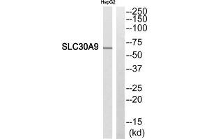 Western blot analysis of extracts from HepG2 cells, using SLC30A9 antibody. (SLC30A9 anticorps  (Internal Region))