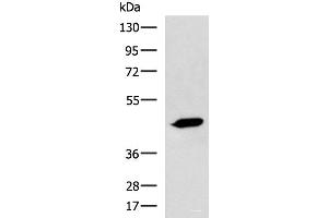 ASB10 antibody