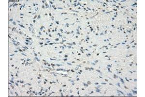Image no. 1 for anti-Fc gamma RII (CD32) antibody (ABIN1497256) (Fc gamma RII (CD32) anticorps)