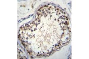 Immunohistochemistry analysis in formalin fixed and paraffin embedded human testis tissue reacted with OVOS Antibody (N-term) Cat. (OVOS1 (AA 57-87), (N-Term) anticorps)