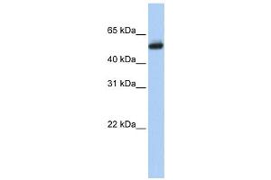 Western Blotting (WB) image for anti-Cytochrome P450, Family 4, Subfamily B, Polypeptide 1 (CYP4B1) antibody (ABIN2458610) (CYP4B1 anticorps)