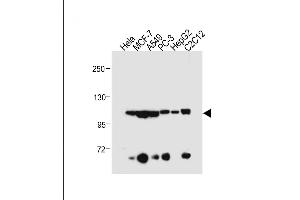 All lanes : Anti-AHR Antibody (Center) at 1:500 dilution Lane 1: Hela whole cell lysate Lane 2: MCF-7 whole cell lysate Lane 3: A549 whole cell lysate Lane 4: PC-3 whole cell lysate Lane 5: HepG2 whole cell lysate Lane 6: C2C12 whole cell lysate Lysates/proteins at 20 μg per lane. (Aryl Hydrocarbon Receptor anticorps  (AA 555-582))
