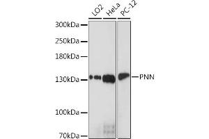 Western blot analysis of extracts of various cell lines, using PNN Rabbit pAb (ABIN7269378) at 1:1000 dilution. (PNN anticorps  (AA 1-100))