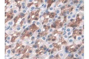 anti-Leucine-Rich alpha-2 Glycoprotein 1 (LRG1) (AA 154-332) antibody