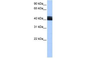 LRRC17 antibody used at 0. (LRRC17 anticorps  (Middle Region))