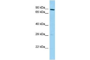 WB Suggested Anti-Mphosph10 Antibody Titration: 1. (MPHOSPH10 anticorps  (C-Term))