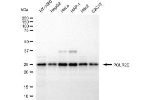 anti-Polymerase (RNA) II (DNA Directed) Polypeptide E, 25kDa (POLR2E) antibody