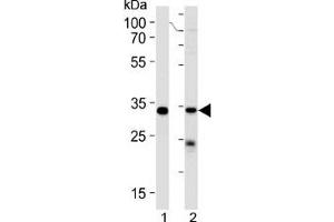 STUB1 antibody western blot analysis in 293 cell line and human placenta lysate (STUB1 anticorps  (AA 203-231))