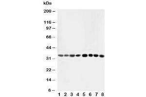 Western blot testing of AIMP2 antibody and Lane 1:  rat liver (AIMP2 anticorps  (AA 298-320))