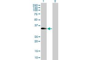 Western Blot analysis of RFC2 expression in transfected 293T cell line by RFC2 MaxPab polyclonal antibody. (RFC2 anticorps  (AA 1-320))