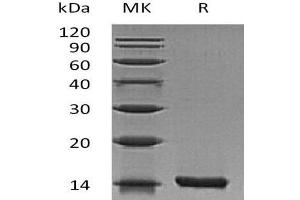 Western Blotting (WB) image for Interleukin 22 (IL22) (Active) protein (ABIN7320589) (IL-22 Protéine)