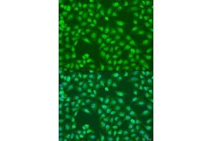 Immunofluorescence analysis of U2OS cells using COPS7A antibody. (COPS7A anticorps  (AA 1-275))