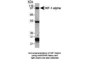 Image no. 6 for anti-Hypoxia Inducible Factor 1, alpha Subunit (Basic Helix-Loop-Helix Transcription Factor) (HIF1A) (AA 432-528) antibody (ABIN363203)