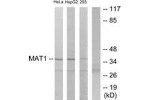 Western Blotting (WB) image for anti-Menage A Trois Homolog 1, Cyclin H Assembly Factor (Xenopus Laevis) (MNAT1) (AA 91-140) antibody (ABIN2889504) (MNAT1 anticorps  (AA 91-140))