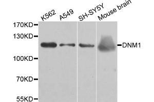 Western blot analysis of extracts of various cell lines, using DNM1 antibody. (Dynamin 1 anticorps)