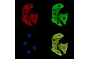 ABIN7097067 and ABIN7101134 staining Hela cells by IF/ICC. (TMEM63C anticorps)
