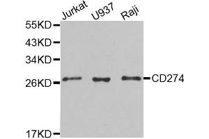 Western blot analysis of extracts of various cell lines, using CD274 antibody. (PD-L1 anticorps  (AA 19-238))
