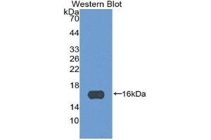 Western Blotting (WB) image for anti-Periostin (POSTN) (AA 97-230) antibody (ABIN1860278) (Periostin anticorps  (AA 97-230))