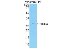 Western Blotting (WB) image for anti-Complement Factor D (CFD) (AA 1-263) antibody (ABIN1858380) (Adipsin anticorps  (AA 1-263))