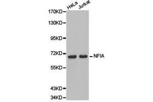 Western Blotting (WB) image for anti-Nuclear Factor I/A (NFIA) antibody (ABIN1873894) (NFIA anticorps)