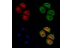 ABIN7094629 and ABIN7098679 staining Hela cells by IF/ICC.