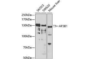 Western blot analysis of extracts of various cell lines, using B1 antibody (ABIN6129916, ABIN6136962, ABIN6136963 and ABIN6222795) at 1:1000 dilution. (AP3B1 anticorps  (AA 895-1094))