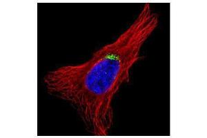 ICC/IF Image Confocal immunofluorescence analysis (Olympus FV10i) of methanol-fixed HeLa, using GOLGA5, antibody (Green) at 1:500 dilution.