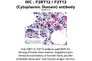 Image no. 1 for anti-Purinergic Receptor P2Y, G-Protein Coupled, 12 (P2RY12) (1st Cytoplasmic Domain) antibody (ABIN1737754)