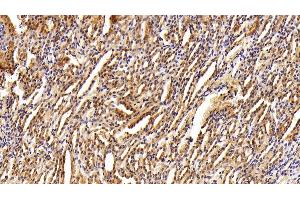 Detection of GAL8 in Rat Kidney Tissue using Polyclonal Antibody to Galectin 8 (GAL8)