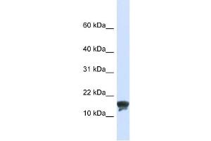 TMEM166 antibody used at 1 ug/ml to detect target protein. (TMEM166 anticorps  (N-Term))