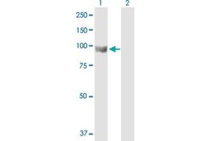 Western Blot analysis of ELAC2 expression in transfected 293T cell line by ELAC2 MaxPab polyclonal antibody. (ELAC2 anticorps  (AA 1-826))