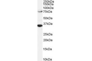 ABIN184590 (2µg/ml) staining of Hela lysate (RIPA buffer, 1. (ORC3 anticorps  (C-Term))