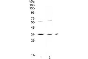 Western blot testing of human 1) HeLa and 2) SW620 cell lysate with IL12 p35 antibody at 0. (IL12A anticorps)
