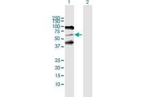 Western Blot analysis of SERPIND1 expression in transfected 293T cell line by SERPIND1 MaxPab polyclonal antibody. (SERPIND1 anticorps  (AA 1-499))