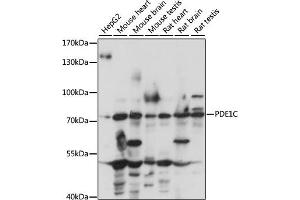 Western blot analysis of extracts of various cell lines, using PDE1C antibody (ABIN7269300) at 1:1000 dilution. (PDE1C anticorps  (AA 435-634))
