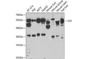 Western blot analysis of extracts of various cell lines, using TAT antibody (ABIN6127860, ABIN6148867, ABIN6148868 and ABIN6222500) at 1:1000 dilution. (Tat (AA 1-270) anticorps)