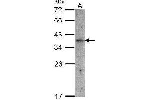 WB Image Sample(30 μg of whole cell lysate) A:Raji, 12% SDS PAGE antibody diluted at 1:1500 (OR51E1 anticorps)