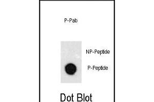 Dot blot analysis of anti-Phospho-GATA6-p Phospho-specific Pab (R) on nitrocellulose membrane. (GATA6 anticorps  (pTyr271))