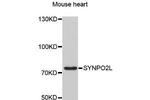 Western blot analysis of extracts of mouse heart, using SYNPO2L antibody (ABIN1875591) at 1:3000 dilution. (SYNPO2L anticorps)