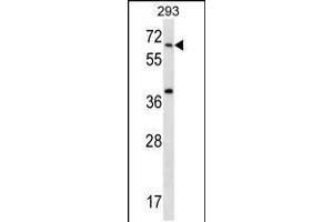 Western blot analysis in 293 cell line lysates (35ug/lane). (STXBP2 anticorps  (C-Term))
