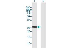 Western Blot analysis of PROP1 expression in transfected 293T cell line by PROP1 MaxPab polyclonal antibody. (PROP1 anticorps  (AA 1-226))