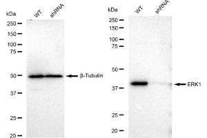 Western blotting analysis using ERK1 antibody (ABIN7799450).