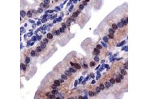 Staining of Lox in mouse intestine using Lox polyclonal antibody .