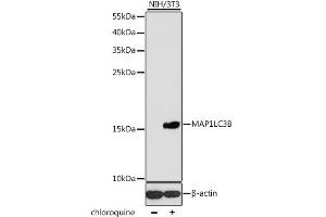 Western blot analysis of extracts of NIH/3T3 cells, using MAP1LC3B antibody (ABIN1876926) at 1:1000 dilution. (LC3B anticorps)