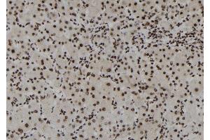 ABIN6261294 and ABIN6273109 at 1/100 staining Human liver tissue by IHC-P. (DHX38 anticorps  (C-Term))