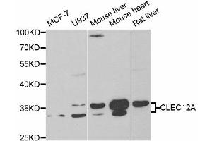 Western Blotting (WB) image for anti-C-Type Lectin Domain Family 12, Member A (CLEC12A) antibody (ABIN1882376) (CLEC12A anticorps)